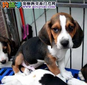 比格犬吃狗粮好吗，什么狗粮好 求介绍