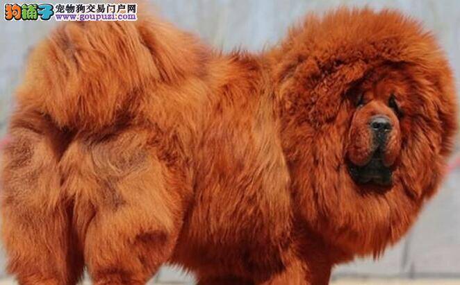 我家藏獒见什么吃什么怎么训练