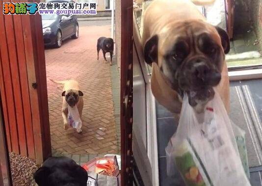 乖巧斗牛犬帮主人搬东西 贴心狗狗受众人喜爱