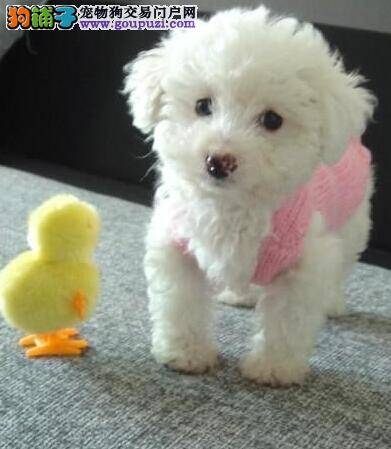 盘点颈椎病对比熊犬的各种伤害及医治方法