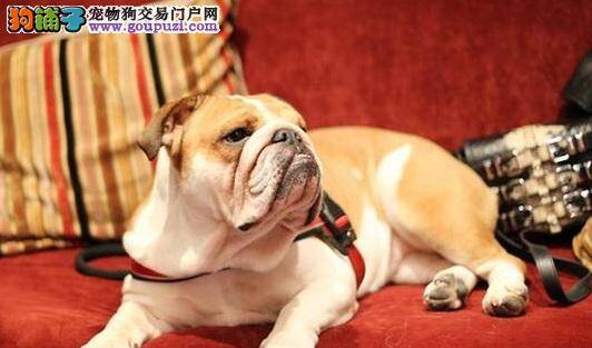 连小狗也优秀，汉弥尔顿冷冻爱犬精子