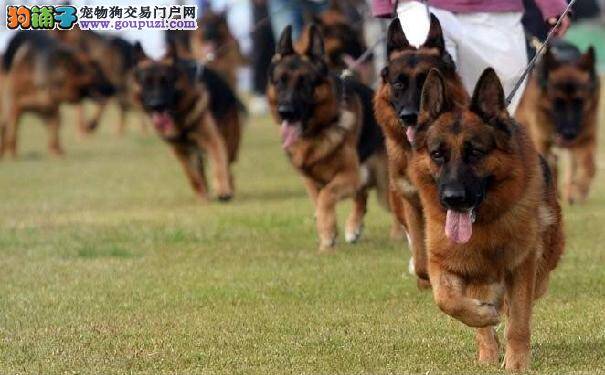 德国牧羊犬贫血要早治疗 以下症状可判断德牧是否贫血