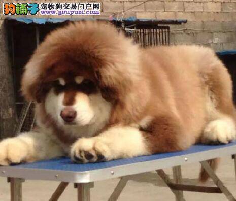 阿拉斯加雪橇犬的训练细则问题分析