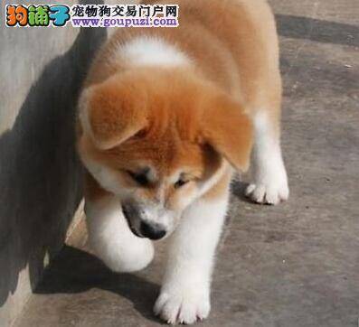 秋田犬咳嗽数日，吃药打针不见好转