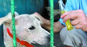 流浪狗被好心人救助 现已化险为夷居住在动物保护中心