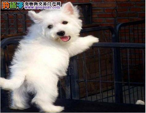 西高地抽搐吐白沫是什么情况