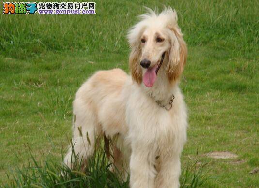 自强不息 快速纠正阿富汗猎犬乞食毛病