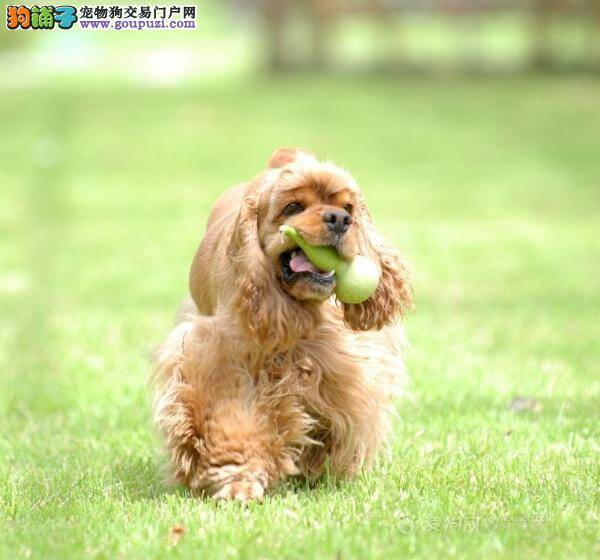 可卡犬拉肚子不吃东西是怎么回事