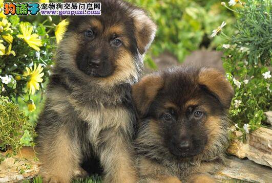 另类的语言功能 德国牧羊犬的尾巴可以表达什么意思