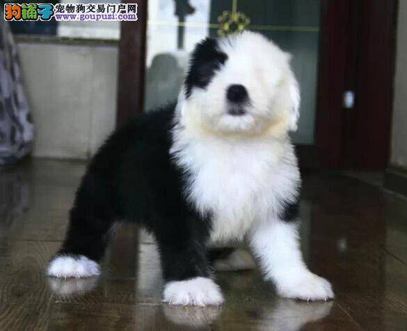 古代牧羊犬的鼻子有分泌物，呕吐是生病了吗