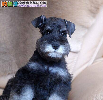 雪纳瑞有点拉稀应该怎么办 求解答