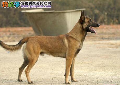 马犬吃了不能吃的东西会有怎样的症状