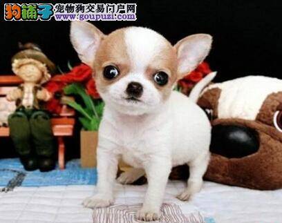 防备危险植物 确保吉娃娃的身体健康