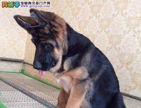 德国牧羊犬嘴角有结痂，不掉毛没事吧