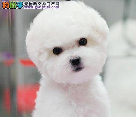 怎样成为为比熊犬接生的高手