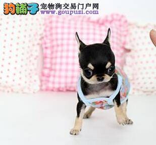 吉娃娃不可以吃的食物列表