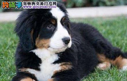 分享买伯恩山犬的不同经验