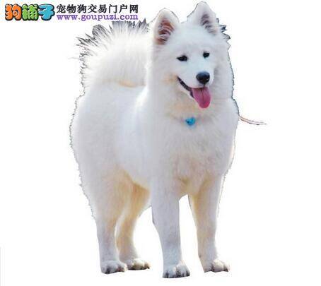 韩国狗狗生活水品高 宠物用品市场高速发展