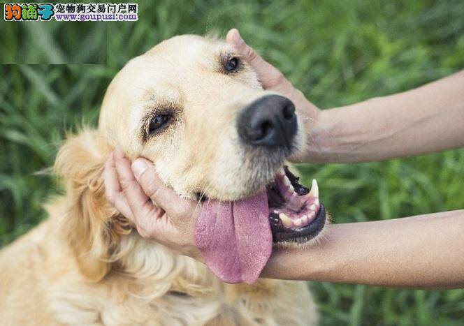 老牌节目早安美国新任务，推收养代替买狗