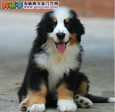 伯恩山犬不吃不喝，口吐白色粘液怎么办