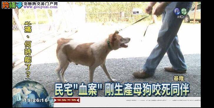 首例! 狗咬死狗 饲主挨罚1万5