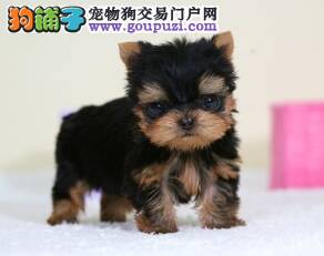 科学预防约克夏感冒的好提议