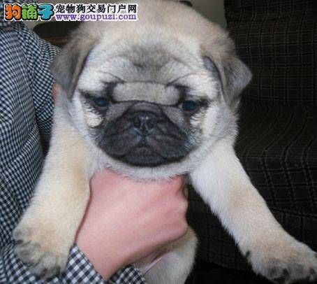 巴哥犬眼睛出现很多眼屎，用什么方法可以清理掉