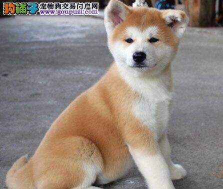 秋田犬咳嗽，流脓鼻涕应吃点什么药