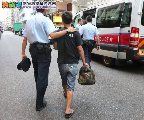 残忍虐畜！贵宾犬勒索几乎断尾，警拘狗主