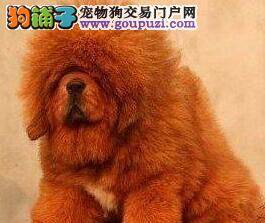 中国的藏獒神犬，选择的几点要求是您要知道的！