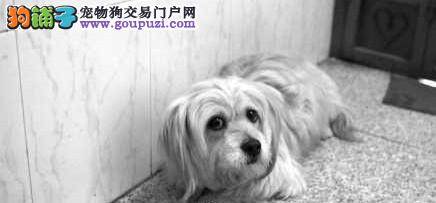 陈燕与她的导盲犬珍妮之间的励志故事