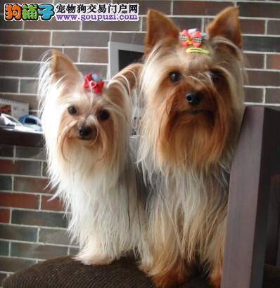 约克夏拉血，有点稀是什么情况