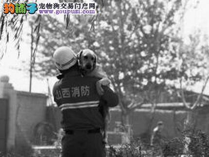 国庆节警犬不放假 积极备战第三届搜救犬技术比武竞赛