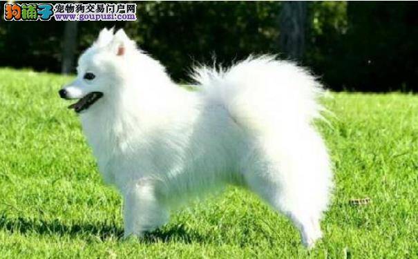 日本银狐犬聪明吗 日本尖嘴犬智商