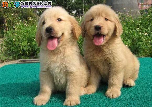 我家金毛不吃饭怎么办