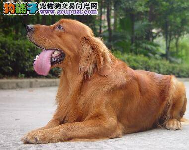 新手主人护理犬 掌握如何给金毛犬拔耳毛的方法