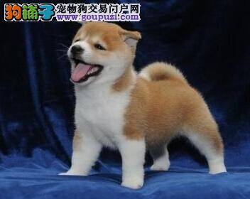 护理我有招 柴犬身上有异味的原因及清理方法