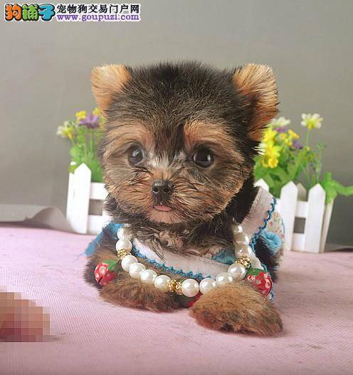 怎样把约克夏变成一只非常听话的狗狗