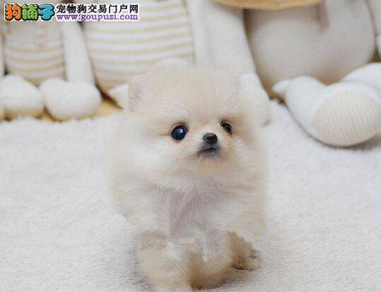 博美犬被查出细小怎么治疗 成活率多大