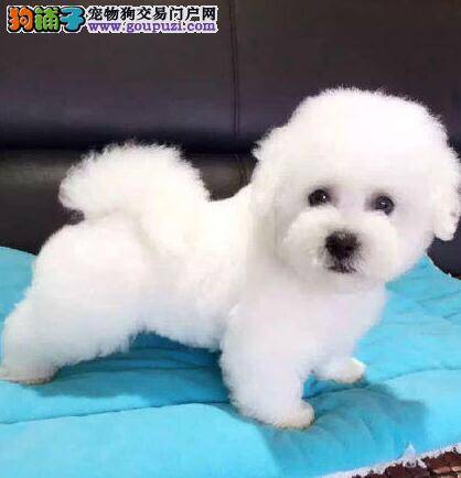 幼犬期的比熊犬需如何正确喂养