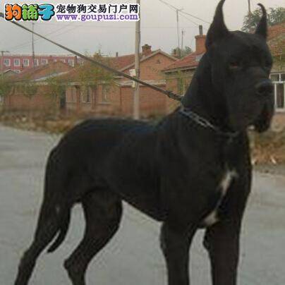 美好假日还在为大丹犬的晕车而烦恼吗