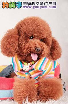 如何衡量主人们是否有资格饲养贵宾犬