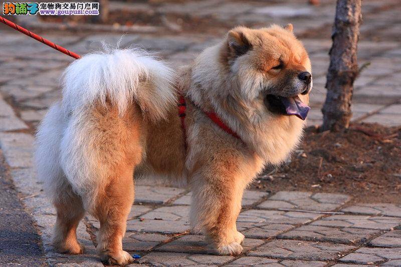 松狮犬吃了不该吃的食物会出现哪些症状