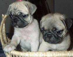 巴哥犬耳朵瘙痒腥臭是怎么回事