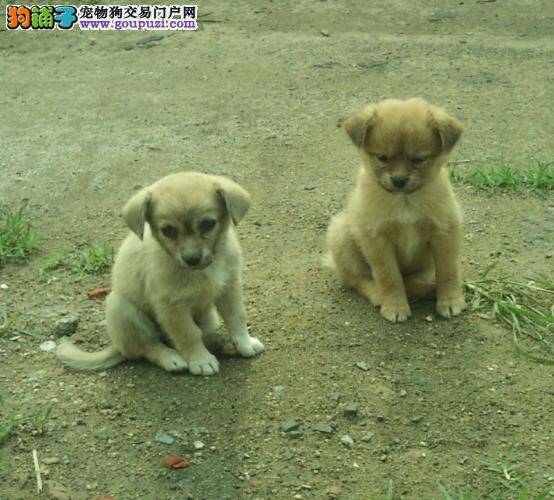 台湾小型犬频遭弃养，爱狗人吁彻查