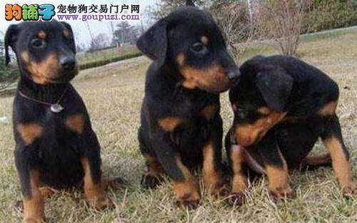 杜宾犬食欲不太好是怎么回事，求解答