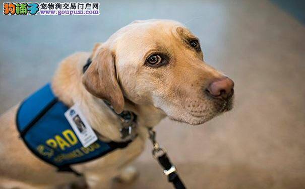 帮助受虐孩子 安慰犬首次在海洋省持证上岗