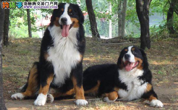 如何挑选伯恩山犬 伯恩山犬的价格