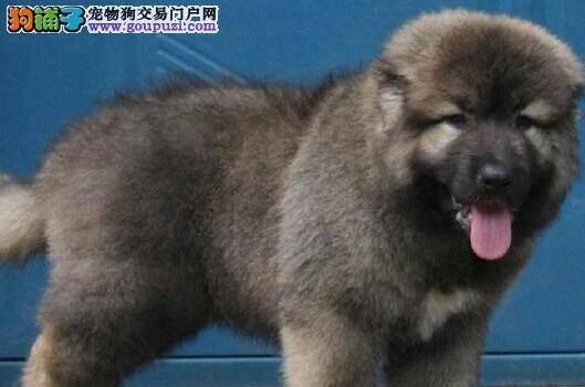 高加索犬患上感冒，流鼻涕打喷嚏应如何治疗