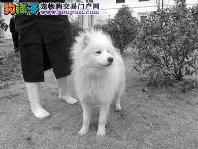 免费领养狗狗 第三批收容犬只领养工作开始了